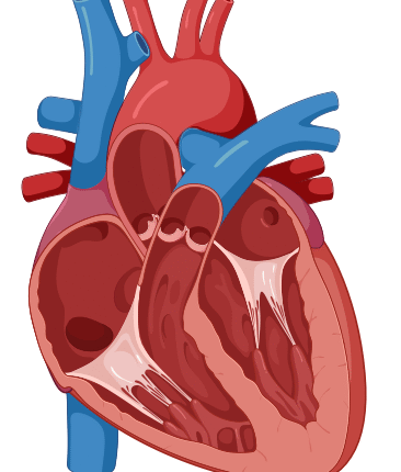 heart 1